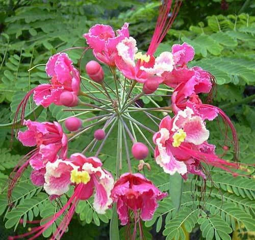 Caesalpinia pulcherrima Pink Peacock Flower Seeds heirloom non-GMO seeds