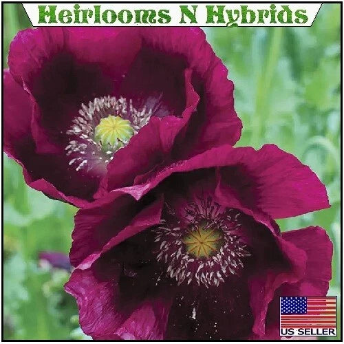 Lauren s Grape Papavaer Somniferum Poppy Seeds – Heirloom, Non-GMO, High Germination Organic Garden Seeds