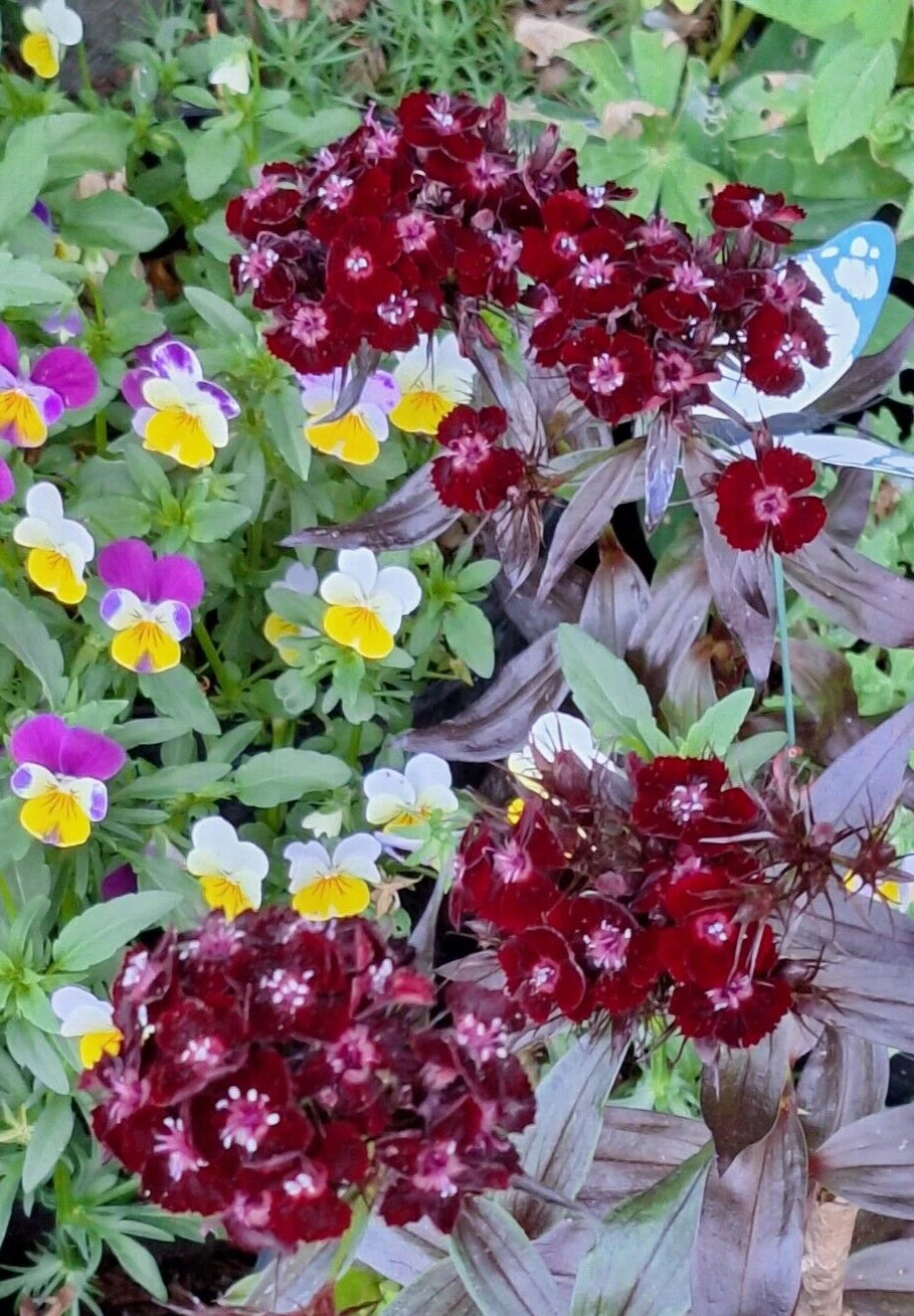 SWEET WILLIAM BLACK ADDER SEEDS CARNATION MAROON LEAVES DIANTHUS PINKS – Heirloom, Non-GMO, High Germination Organic Garden Seeds