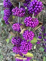 American Beautyberry Callicarpa Americana Naturally Grown heirloom non-gmo seeds