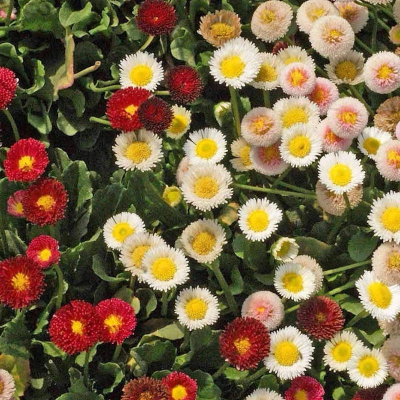 ENGLISH DAISY SEED MIX Bellis perennis - Seeds Wildflower Groundcover – Heirloom, Non-GMO, High Germination Organic Garden Seeds