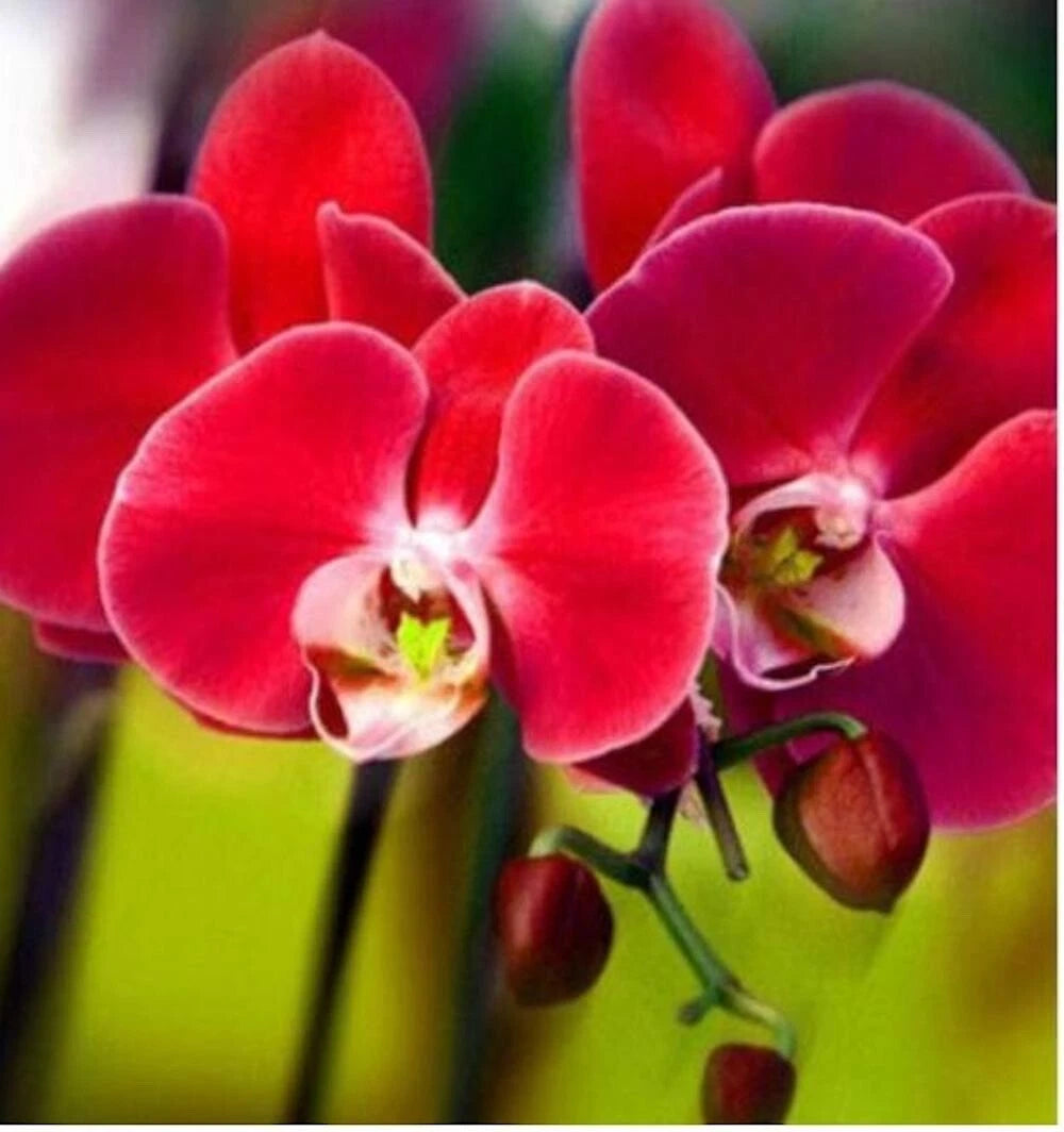 for Red ORCHID rare flower bloom garden exotic house plant Seller heirloom non-gmo seeds