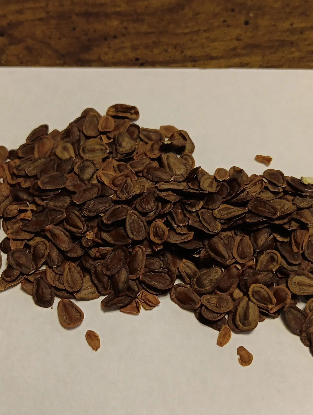 Common Milkweed Seeds Great for Monarchs – Heirloom, Non-GMO, High Germination Organic Garden Seeds