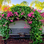 CORAL VINE SEEDS Antigonon Leptopus Mexican Creeper Chain of Love Pink Flower heirloom non-GMO seeds