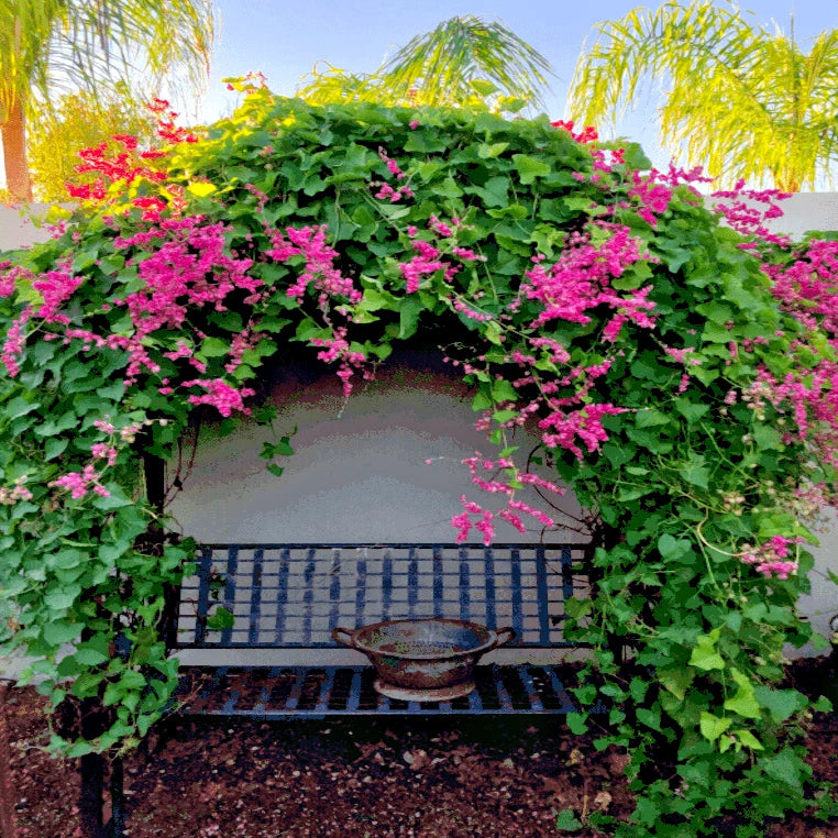 CORAL VINE SEEDS Antigonon Leptopus Mexican Creeper Chain of Love Pink Flower heirloom non-GMO seeds