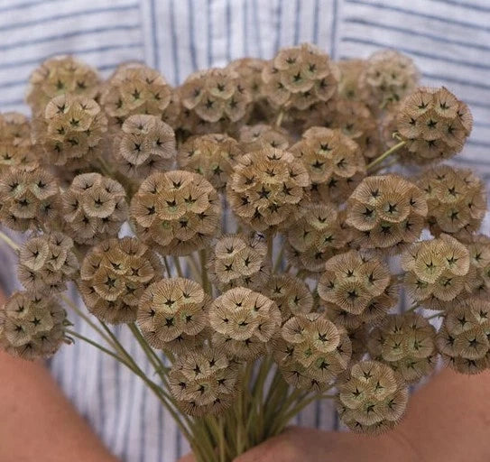 Scabiosa Starflower seeds – Heirloom, Non-GMO, High Germination Organic Garden Seeds