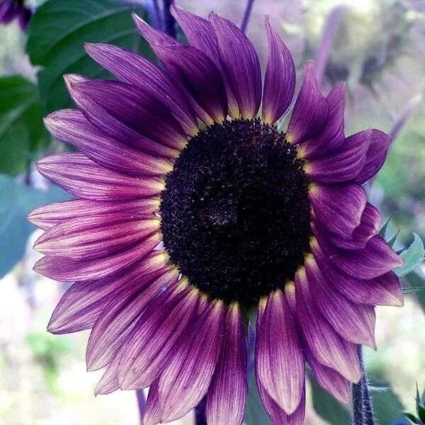 PCS Purple Sunflower Seeds Field Violet Glow Seeds – Heirloom, Non-GMO, High Germination Organic Garden Seeds