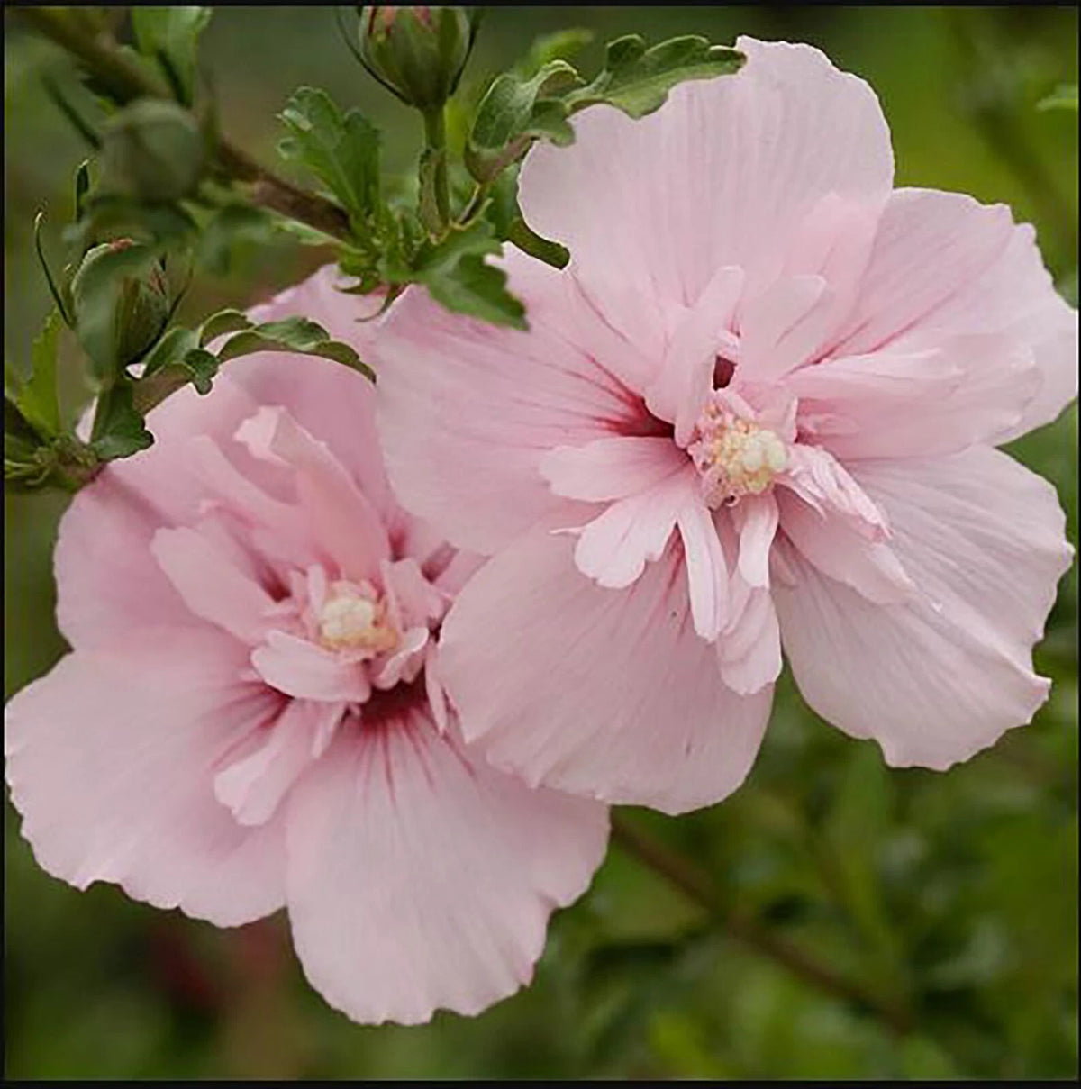 Pink Chiffon Rose of Sharon Seeds Hibiscus syriacus heirloom non-gmo seeds