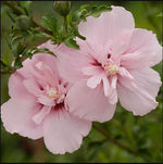 Pink Chiffon Rose of Sharon Seeds Hibiscus syriacus heirloom non-gmo seeds