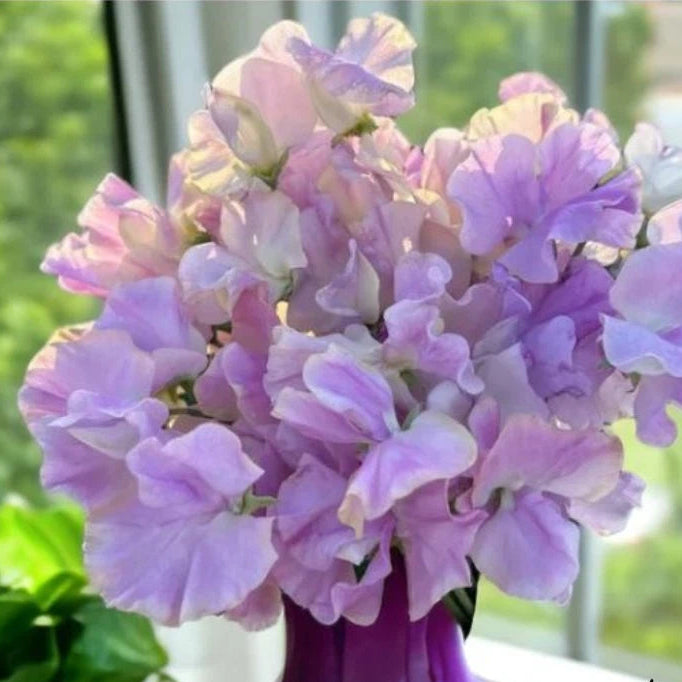 Sweet Pea Seeds - Flower Seeds Annual - Gardening Garden heirloom non-gmo seeds