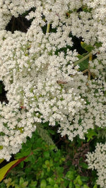 California Buckwheat seeds Eriogonum fasciculatum Mojave SHIPPING heirloom non-GMO seeds