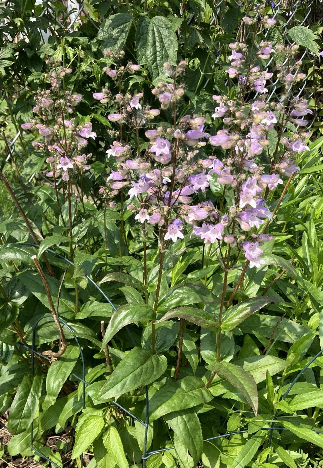 Calico Beardtongue - Penstemon calycosus Seeds Native Pollinator Plant heirloom non-gmo seeds