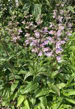 Calico Beardtongue - Penstemon calycosus Seeds Native Pollinator Plant heirloom non-gmo seeds