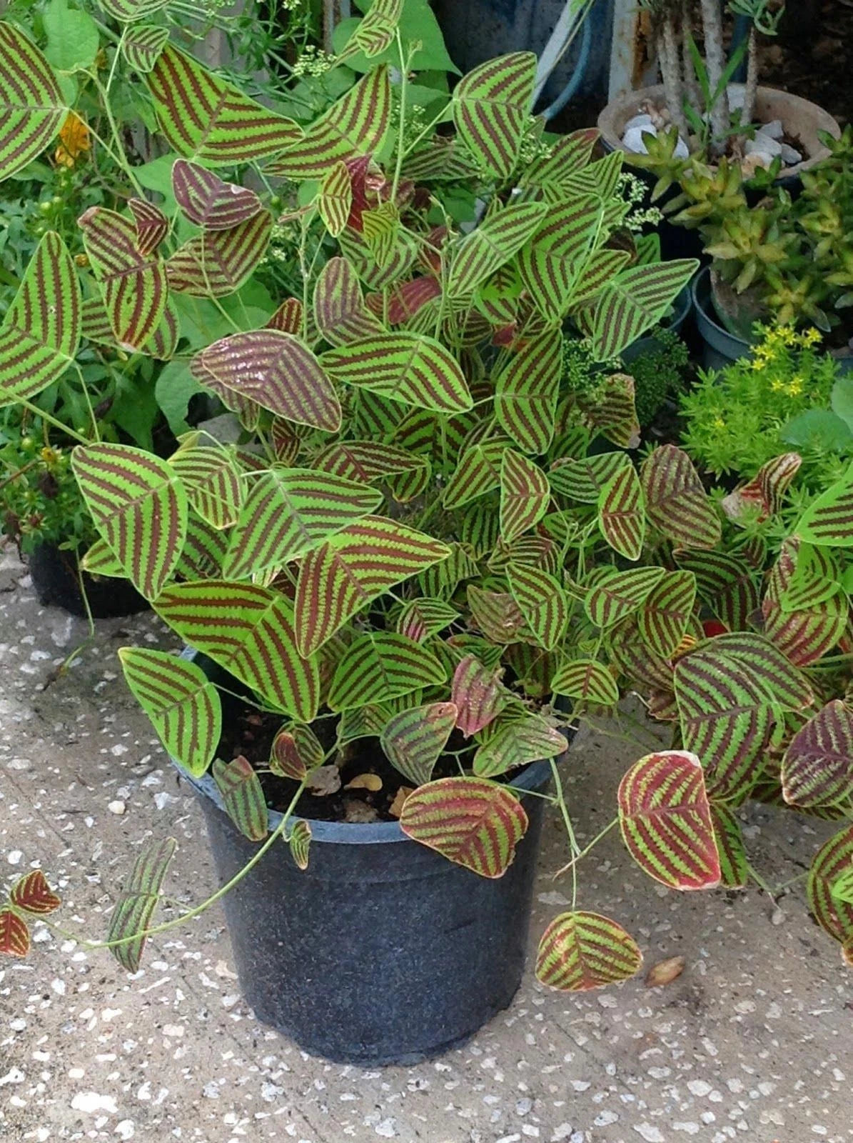 Rare Bold COLOR LARGE LEAF Christia Obcordata Butterfly Wing Plant Seeds – Heirloom, Non-GMO, High Germination Organic Garden Seeds