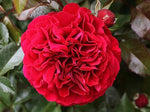 Cityscape Bordeaux Rose Seeds Pack Seeds Rose Flower Gardening heirloom non-GMO seeds