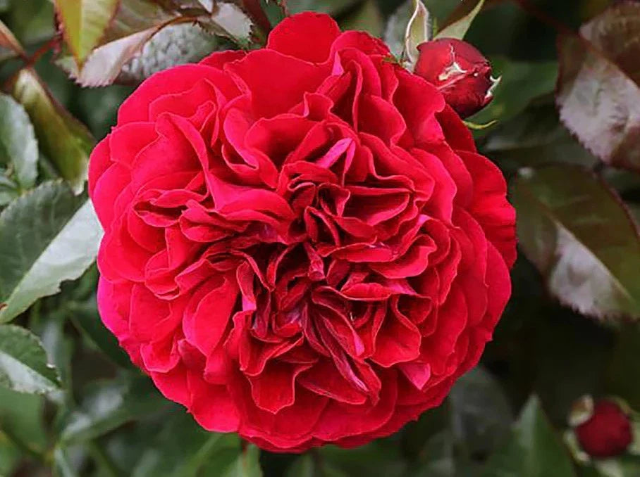 Cityscape Bordeaux Rose Seeds Pack Seeds Rose Flower Gardening heirloom non-GMO seeds