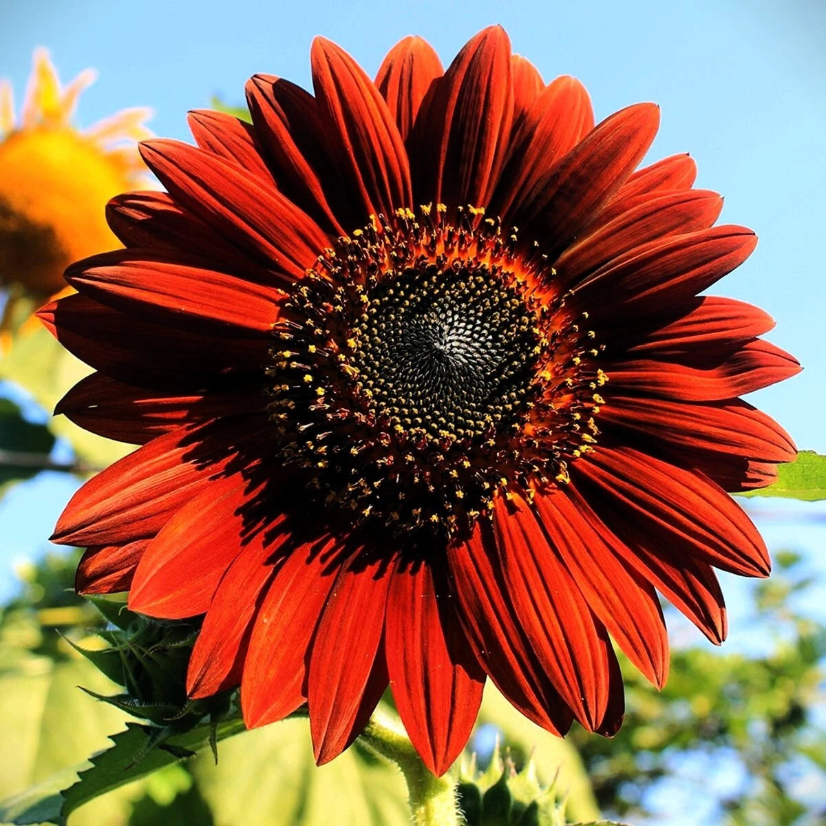 Moulin Rouge Sunflower Seeds Helianthus annuus heirloom non-gmo seeds