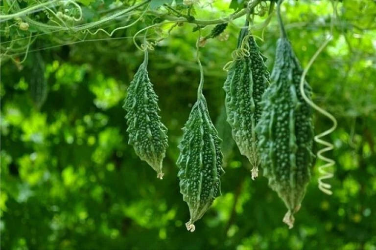 Indian Babe Short Bitter Melon Seeds Khổ qua rừng lùn gai – Heirloom, Non-GMO, High Germination Organic Garden Seeds