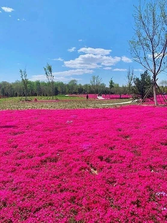 Red Creeping Thyme Seeds Groundcover Seeds – Heirloom, Non-GMO, High Germination Organic Garden Seeds