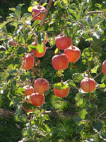 Red Delicious Apple Malus pumila heirloom non-gmo seeds