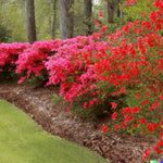 Red Azalea Seeds Rhododendron bakeri Cumerland Azalea Flowering Bush heirloom non-gmo seeds
