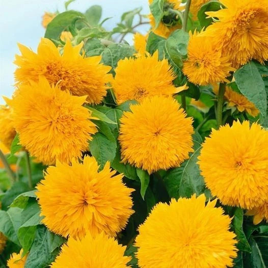 Species Mix Variety Sunflower Seeds – Heirloom, Non-GMO, High Germination Organic Garden Seeds