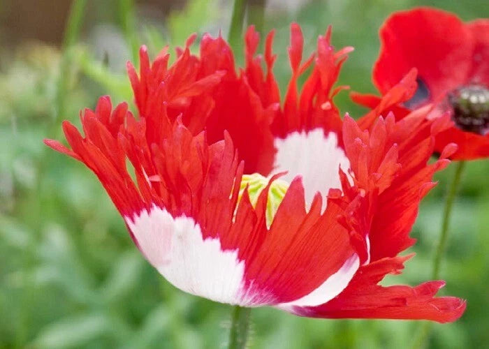 Danish Flag Poppy Seeds STRATIFIED Somniferum Large Red and White Blooms Papaver sp. heirloom non-gmo seeds