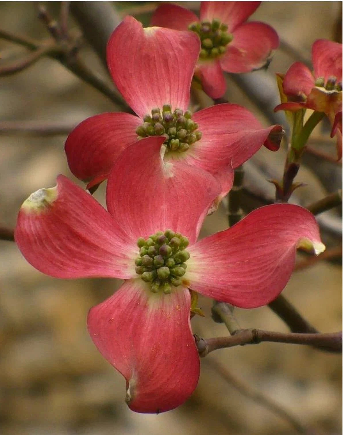 Cornus Florida Red Flowering Dogwood Seeds Shipping Native heirloom non-gmo seeds