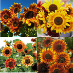 Sunflower LANDSCAPER S SUNSET MIX Tall Branching Autumn Colors Seeds Helianthus annuus heirloom non-gmo seeds