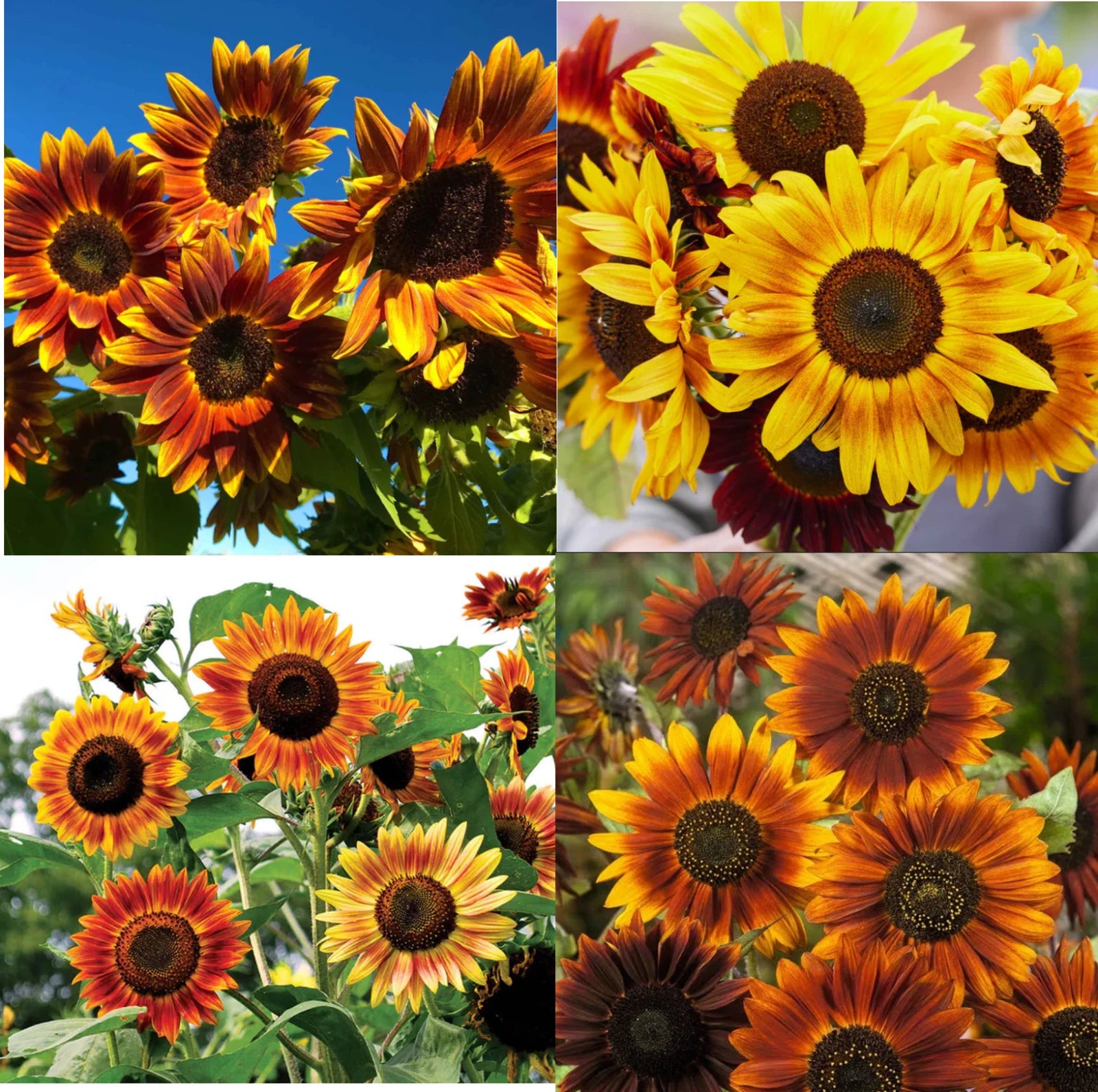 Sunflower LANDSCAPER S SUNSET MIX Tall Branching Autumn Colors Seeds Helianthus annuus heirloom non-gmo seeds