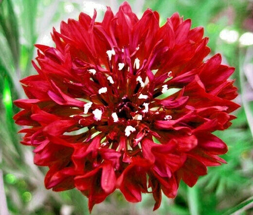 RED CORNFLOWER Seeds Bachelor Button Cut Dried Flowers Garden Container Easy heirloom non-gmo seeds