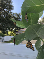 Calotropis Procera Seeds Crown Flower Giant Purple Milkweed Monarch heirloom non-GMO seeds