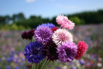 Bachelor Button Dwarf Polka Dot Mix Seeds Dwarf Centaurea SHIPPING heirloom non-GMO seeds