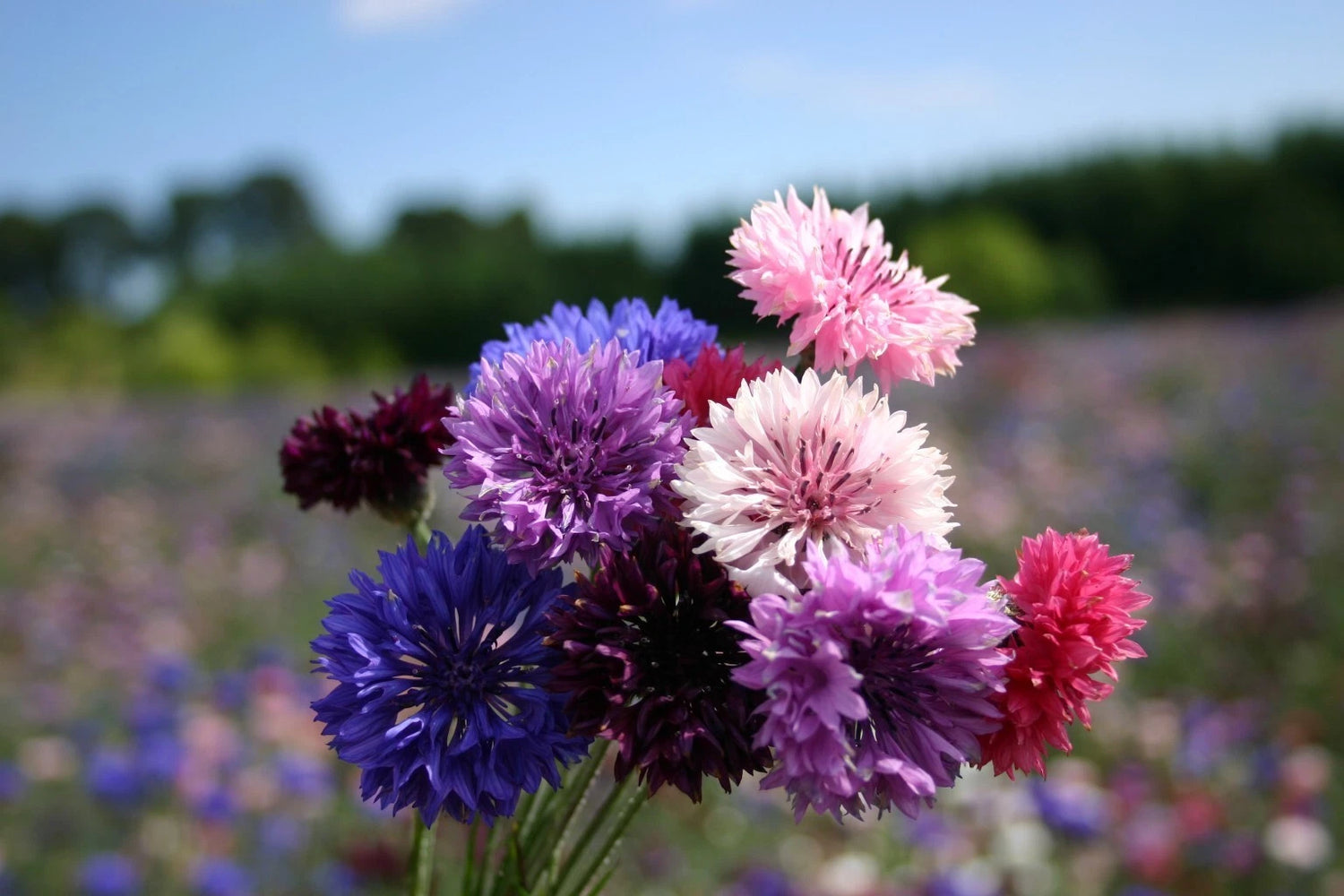 Bachelor Button Dwarf Polka Dot Mix Seeds Dwarf Centaurea SHIPPING heirloom non-GMO seeds