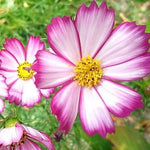 Cosmos PICOTEE Sensation Striped Edges Red & White Flowers Seeds heirloom non-gmo seeds