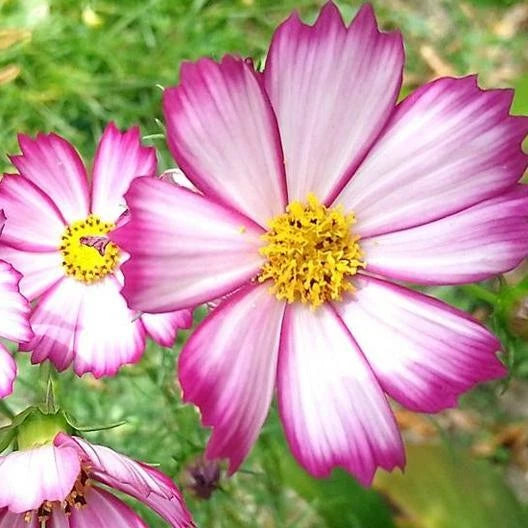 Cosmos PICOTEE Sensation Striped Edges Red & White Flowers Seeds heirloom non-gmo seeds