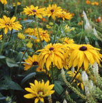 Black Eyed Susan DOUBLE GOLDEN GLORIOSA Rudbeckia Seeds heirloom non-gmo seeds
