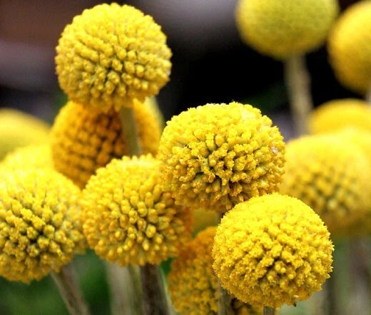 Craspedia Drumstick seeds – Heirloom, Non-GMO, High Germination Organic Garden Seeds