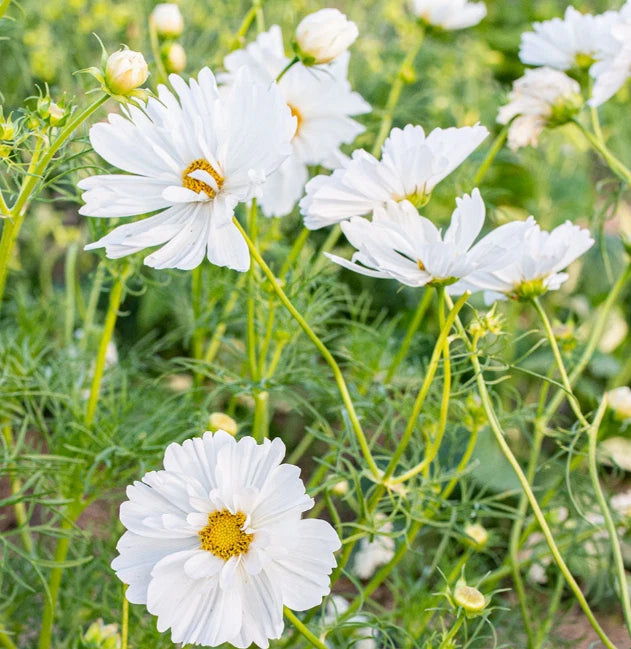Cosmos PSYCHE WHITE Unique White Blossoms Butterflies Bees Seeds – Heirloom, Non-GMO, High Germination Organic Garden Seeds