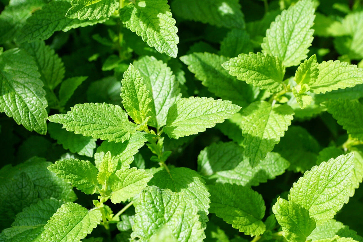 Spearmint Mint Seeds Plant Seed Home Herb Flower Garden heirloom non-gmo seeds