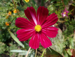 COSMOS BIPINNATUS Seeds Dazzler Cosmos BULK shipping – Heirloom, Non-GMO
