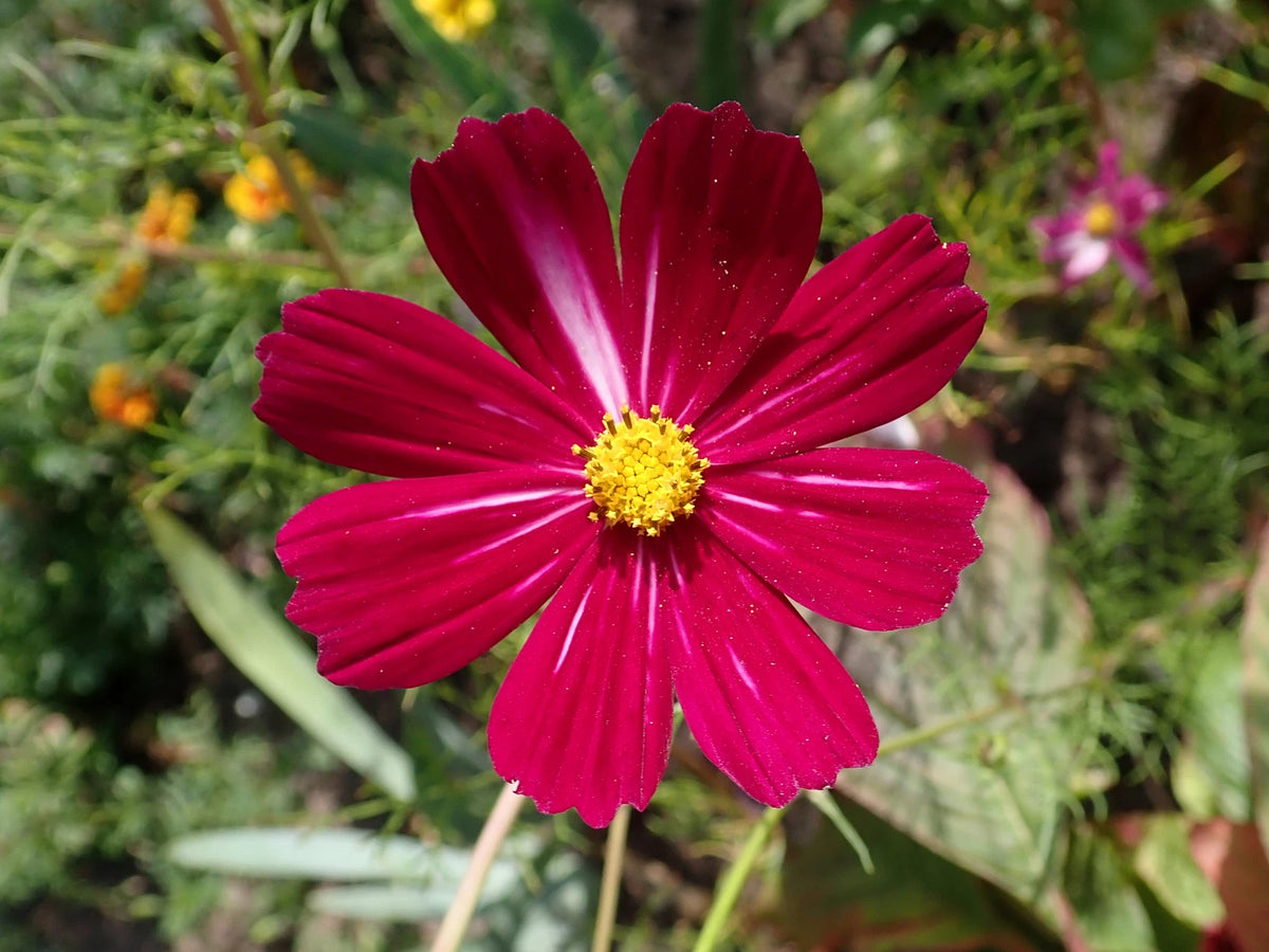 COSMOS BIPINNATUS Seeds Dazzler Cosmos BULK shipping – Heirloom, Non-GMO