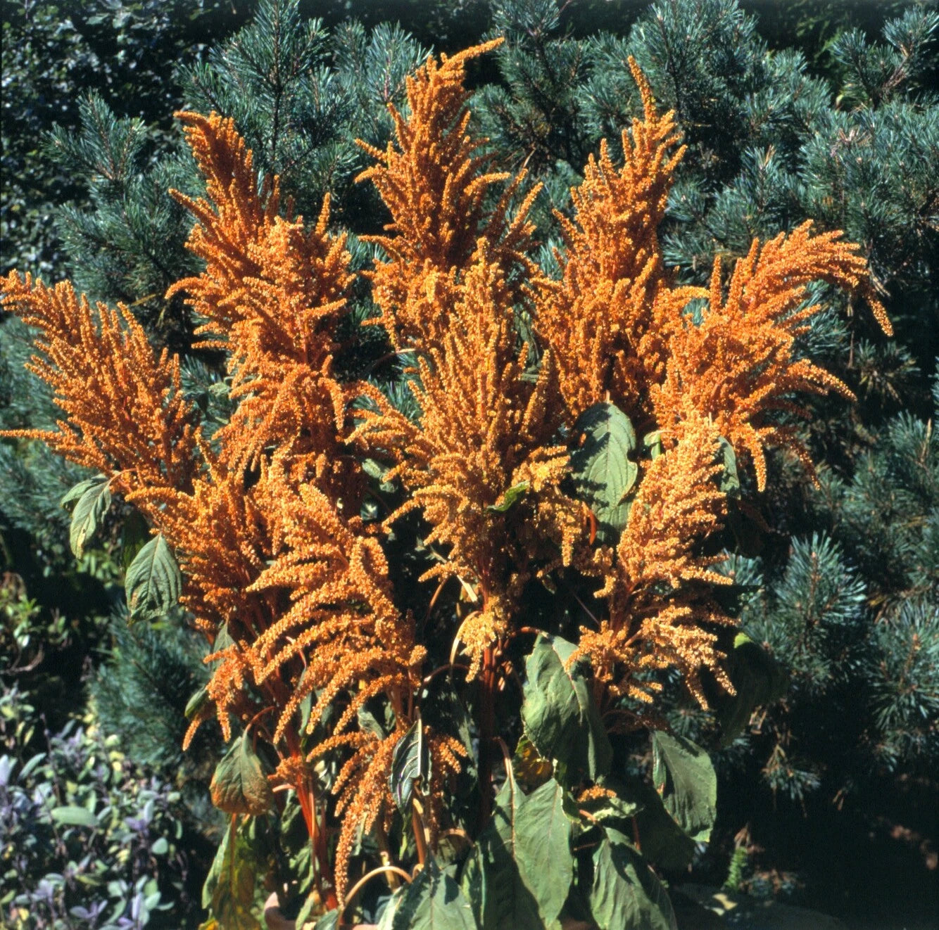 Amaranthus Hot Biscuits Seeds - Seeds heirloom non-gmo seeds