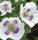 Tasmanian Papaever Somneferum Poppy Seeds for Growing Papaver sp. heirloom non-gmo seeds