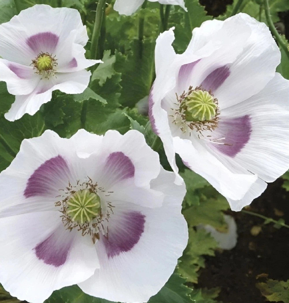 Tasmanian Papaever Somneferum Poppy Seeds for Growing Papaver sp. heirloom non-gmo seeds