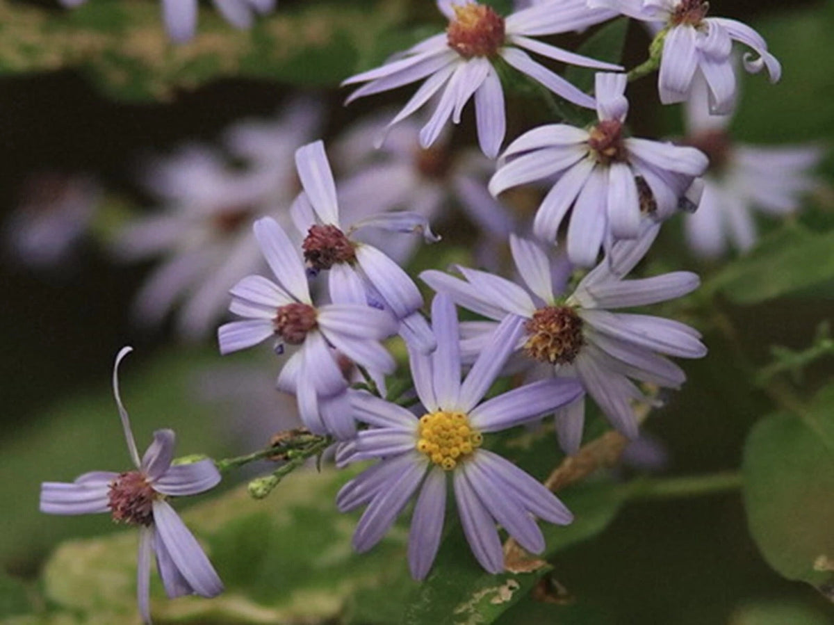 Sky Blue Aster Symphyotrichum oolentangiense seeds Shipping heirloom non-gmo seeds