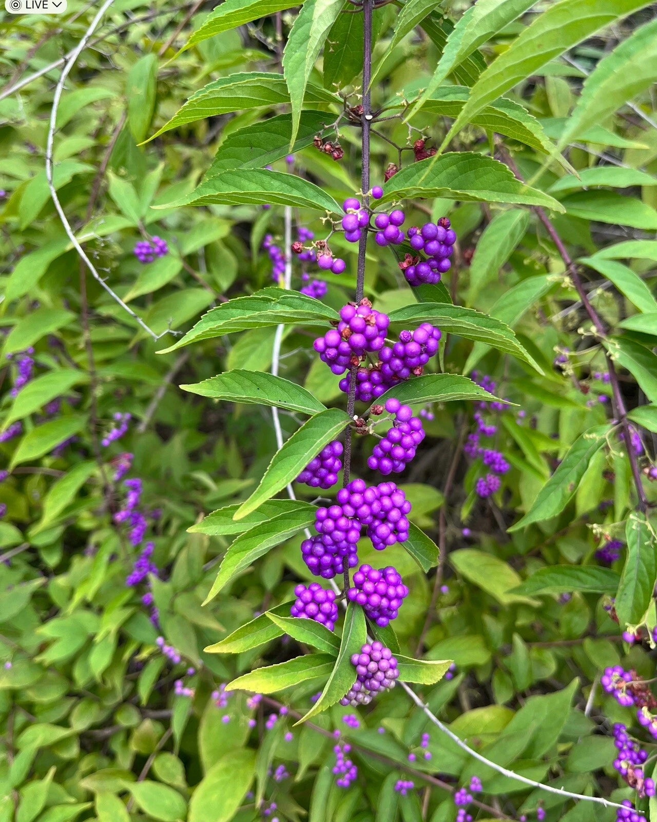 American Beautyberry Callicarpa Americana Naturally Grown Seeds – Heirloom, Non-GMO, High Germination Organic Garden Seeds