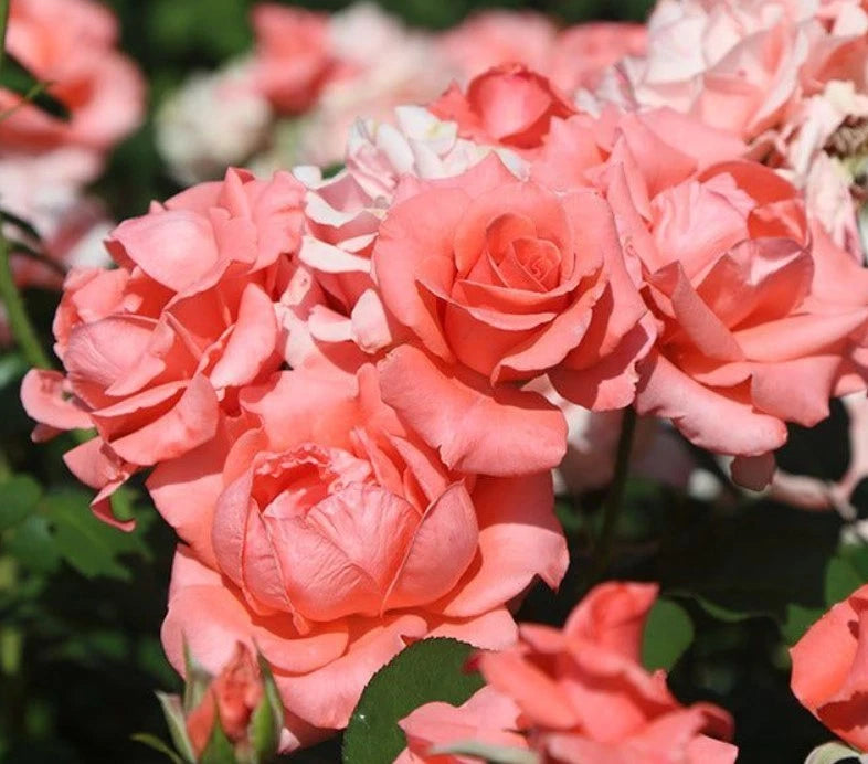 Pink Paris de Yves St Laurent Rose Seeds - Seeds - Rose Flower Gardening heirloom non-GMO seeds
