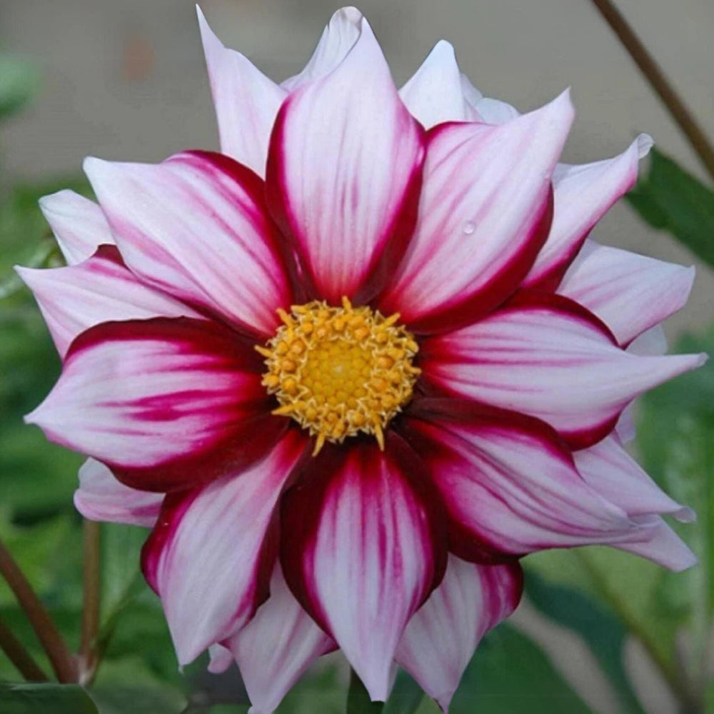 Edge of Joy Dahlia Perennial Flower Seeds D087 heirloom non-gmo seeds