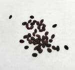 Red Drummond Phlox Flower Seeds - - Pollinator - Shipping Phlox sp. heirloom non-gmo seeds